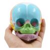Modello Cranio Testa Bambino Anatomico Codificato per Numero Ausili Didattici per lo Studio delle Malattie