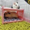 Piętrowe łóżko dla chomika Kącik dla małych zwierząt Ciepły domek-gniazdo Akcesoria