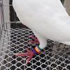 100 Piezas de Bandas de Pie de Palomas de Colores Perfectas Para el Entrenamiento de Pájaros Con Cómoda Construcción de Goma