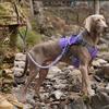 Elastic Buffer Reflective Dog Leash