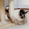 Modern Cat Tree Cat Tower Tea Table, Comfortable Apartment, Top Grade Bass And Swing Ball Beige, Tea Table Furniture