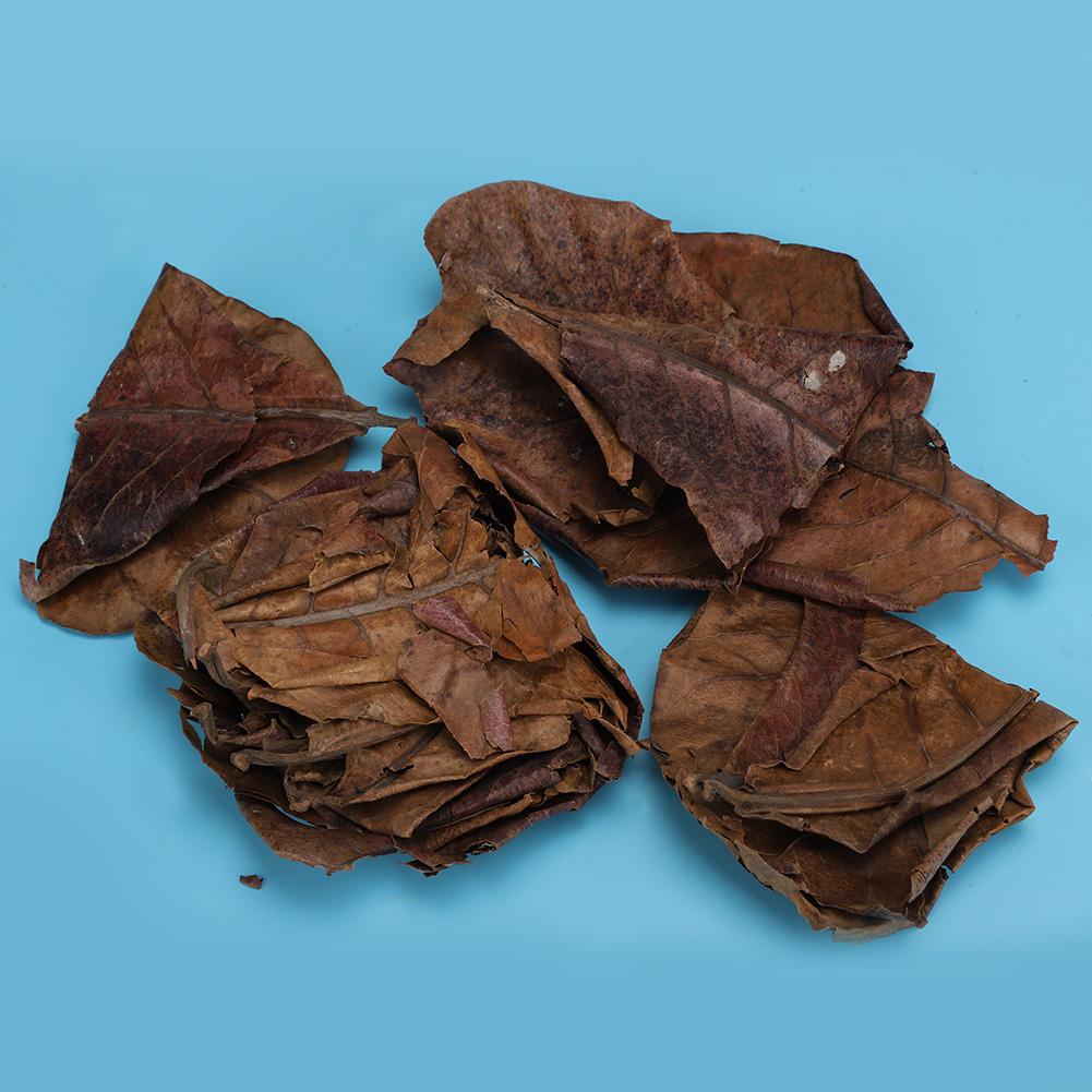 Natural Olive Terminalia Catappa Leaf Aquarium Lower PH Value Acid Lowering Fish Water Quality Improvement