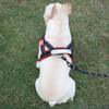 Spliced Colors Dog Harness Kit Adjustable Pet Walking Straps  for Small Medium Large Dogs
