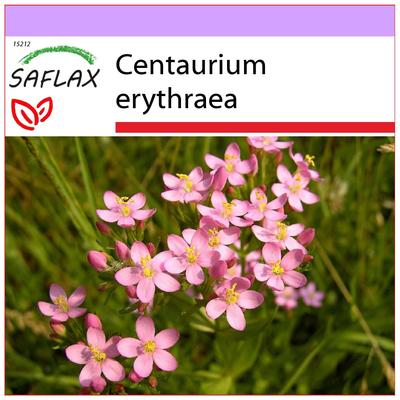 Centaurea comune - 250 semi - Centaurium erythraea