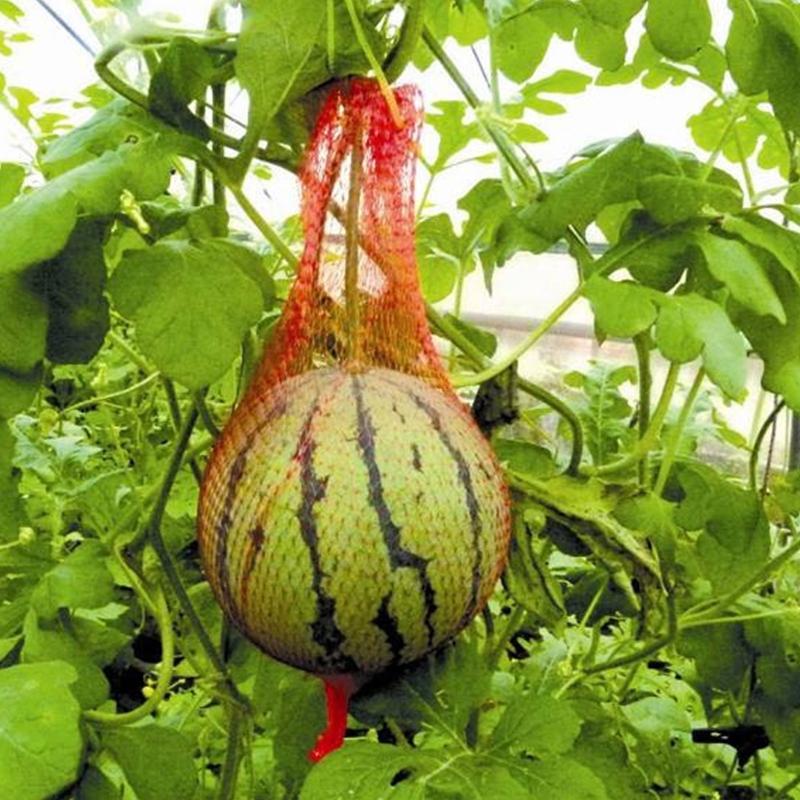 100pcs Watermelon Net Durable Heavy Duty Watermelon Hammock for Garden Yard Melon Cradle Hanging Bags with Drawstring