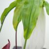 Multicolor Artificial Pitcher Plants Greenery Accessories Green Leaves Hanging Green Plants Photo Props Faux Plant