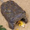Reptile – Terarii pentru reptile