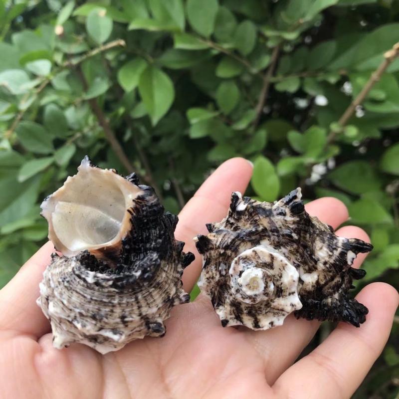 Eremitkräfta Ersättning & Snäcka Naturliga Snäckskal för Akvariumdekor