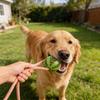 Durable Cotton Rope Ball: Teeth-Cleaning Toy for Large Dogs