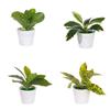 Scenery Model Home Decoration Party Supplies Artificial Plants Bonsai Lifelike Greenery Potted Faux Grass Simulation Scindapsus