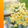 Osmanthus Oolong Tea Bag Health Tea Flower Fruit Tea 3 Packs
