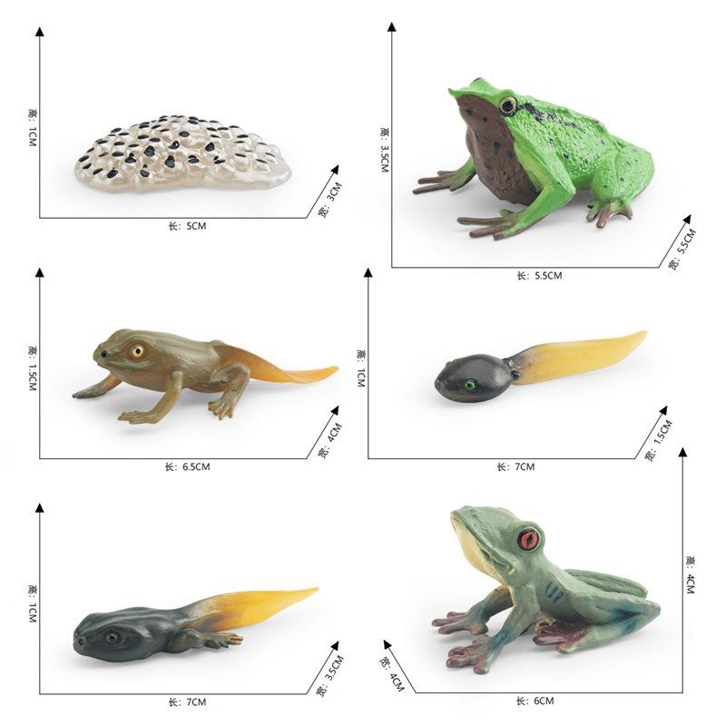 Simulation Frog Growth Cycle Model Early Education Cognition Darwin Frog Tree Frog Growth Process Static Ornament