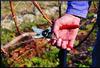 FELCO 2 Pruning Shears FELCO