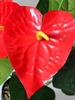 2 Bundles Red Palm Flowers 10 Flowers Artificial Plants Simulated Anthurium Green Plants Home Furnishings Hotel Decorations