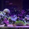 Solar Powered Pond Lights Solar Underwater Pond Lights IP68 Waterproof Submersible LED Lights for