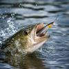 Floating with Balls - Hard Body Artificial Fishing for