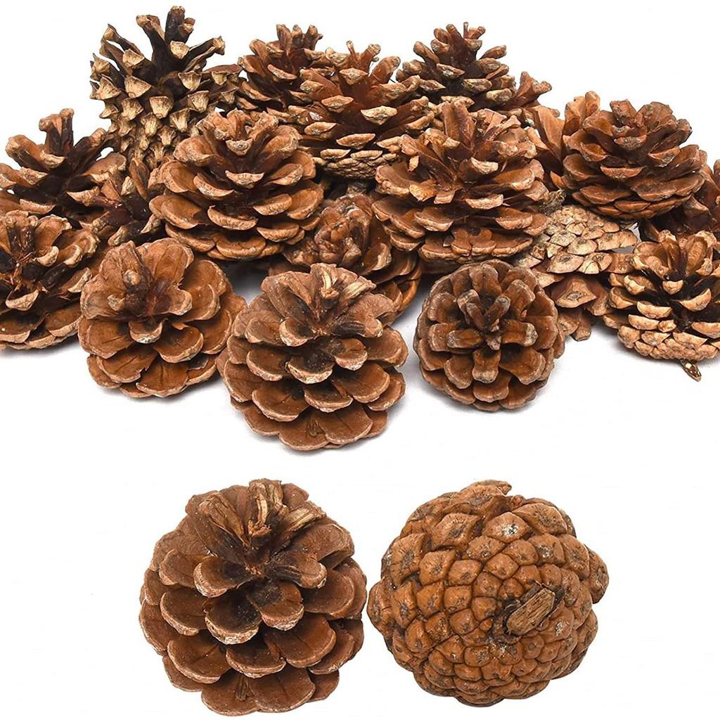 Natural Pine Cones for Halloween & Christmas DIY Crafts, Ornaments, Pendants, Decorations & Photography Props