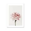 White Pink Red Flower Posters and Print Beatiful Peony Lily Poppy Canvas Painting Modern Wall Art Picture Living Room Decoration