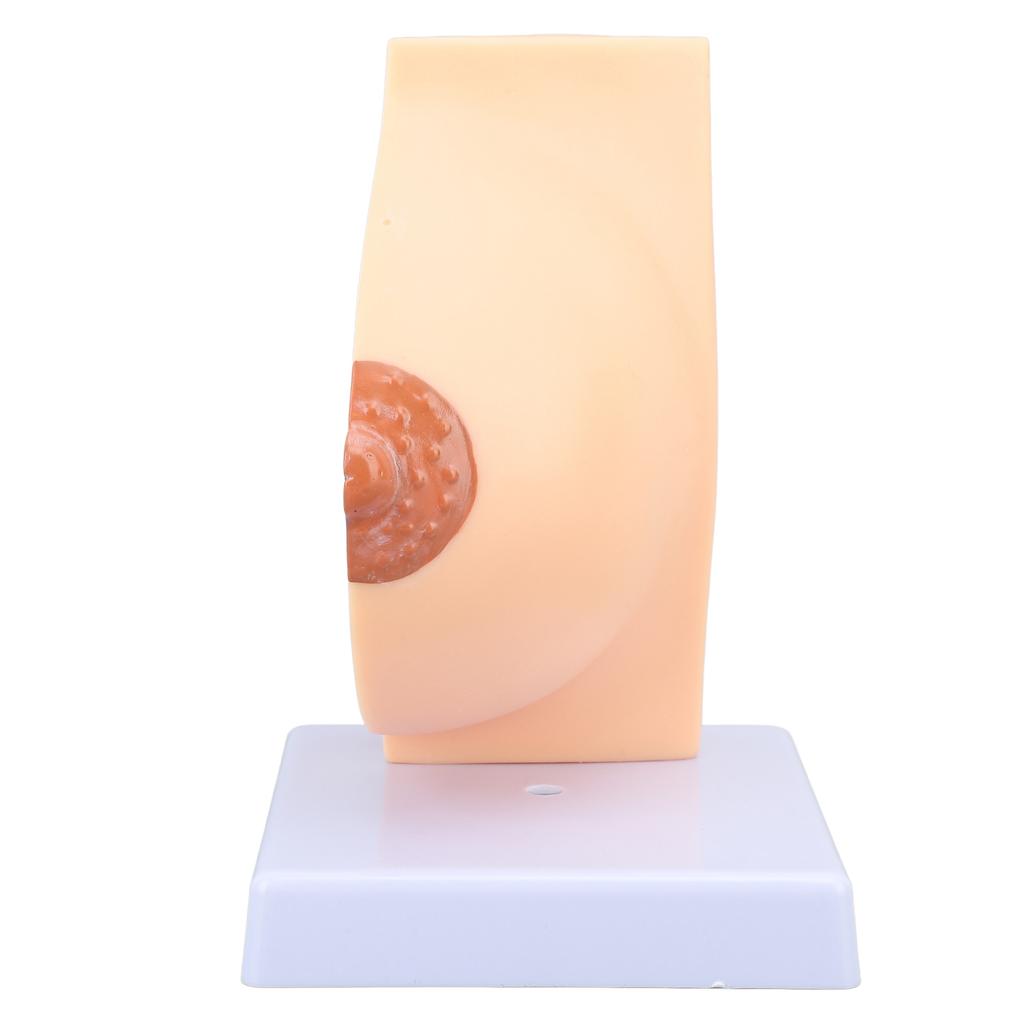Human Female Anatomical Chest Model PVC Quiescent Chest Anatomy Model for Display Medicine Teaching