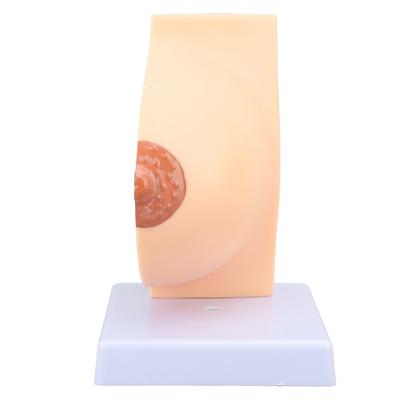 Human Female Anatomical Chest Model PVC Quiescent Chest Anatomy Model for Display Medicine Teaching