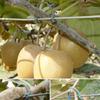 1000~2000Pcs Garden Plants Vines Fixed Clips Tied Buckles Lashing Hook for Kiwi Grape Cucumber Tomato Stems Fastener Gadgets