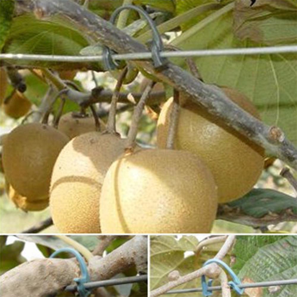 1000~2000Pcs Garden Plants Vines Fixed Clips Tied Buckles Lashing Hook for Kiwi Grape Cucumber Tomato Stems Fastener Gadgets
