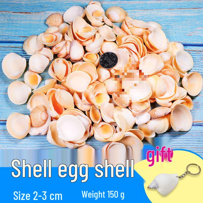 Handmade Decorative Seashells & Starfish for Fish Tanks: Landscaping, Painting, Specimens, Whelks, Hermit Crabs