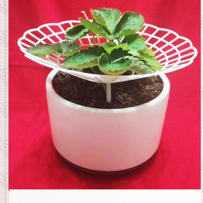 Stelaże podporowe dla sadzonek świeżych truskawek, stelaże do sadzenia truskawek, stelaże podtrzymujące owoce zapobiegające gniciu.