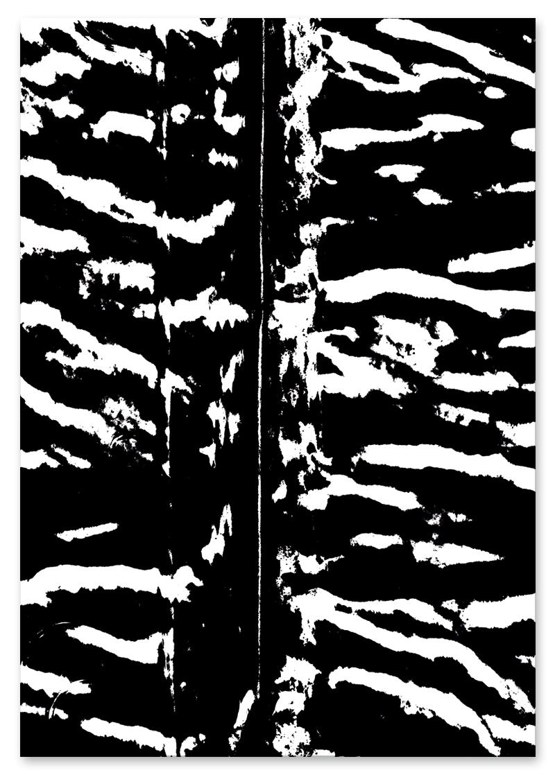 

Plakat czarnobiały zebra 30x40 cm