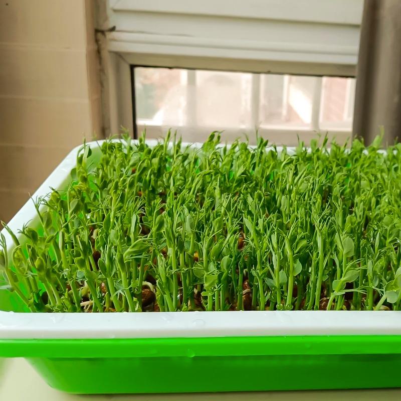 Microgreens Sprout Tray Germination Tray Double Layer Sprout  Hydroponics Tray Plate Nursery Pots Soilless Cultivation Planting