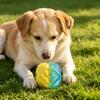 Refillable Freezable Dog Chew Toy – Water-Filled TPR Ball for Teething Relief, Durable Cooling Bone Toy for Aggressive Chewers