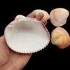 Cockle Plagiocardium Sea Shell for for Decor and Gift and Decoration, River Shell, Choice's Collector Shell Item.