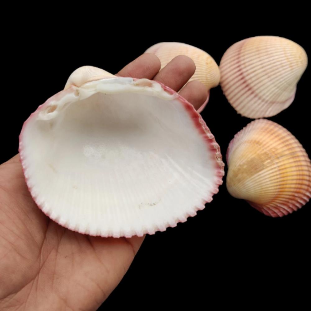 Cockle Plagiocardium Sea Shell for for Decor and Gift and Decoration, River Shell, Choice's Collector Shell Item.