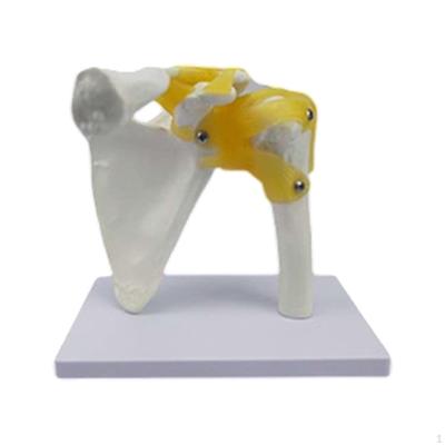 Human Joint Model for Educational Purposes, Medical Display Tool, Skeleton Structure Science