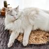 Pet Heated  Blanket Warm Dog Bed Mat Indoor Pet Good Thermal Insulation Effect Heating Pads for Cats Dogs with USB Electric Pads