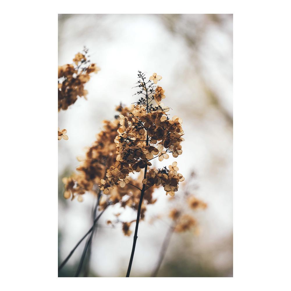 Bej Papură Păpădie Artă de Perete Pictură Floare Uscată Iarbă Plante Imprimeu pe Pânză Nisip Mână Poster Imagini de Perete Nordice Decor Acasă