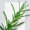 Mediheal Teebaum Beruhigender Ampullenreiniger (Derma) 200+50ml (250ml)
