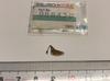SEIKO 388450 Caseback 1 Dead for Mechanical Caliber Grand Seiko Retainer, Piece, New, Part, Stock, Watches