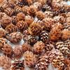 2cm Japanese Pine Flower Micro Landscape Mini Pine Cone Christmas Decor, 20-Piece Pack.