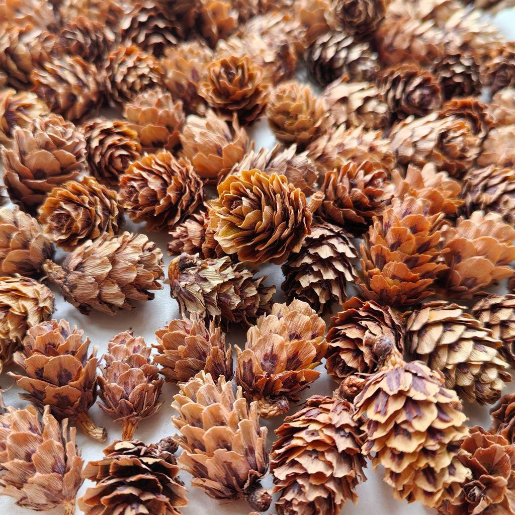 2cm Japanese Pine Flower Micro Landscape Mini Pine Cone Christmas Decor, 20-Piece Pack.