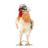 Chicken Helmet Protective Hat for Pets: Funny Headband for Chickens, Hamsters, and Small Birds