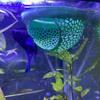 1 Pc Betta Fish Hammock Aquatic Tank Floating Hammock Provides A Safe Resting Place For Betta Fish, Shrimp And Small Creatures