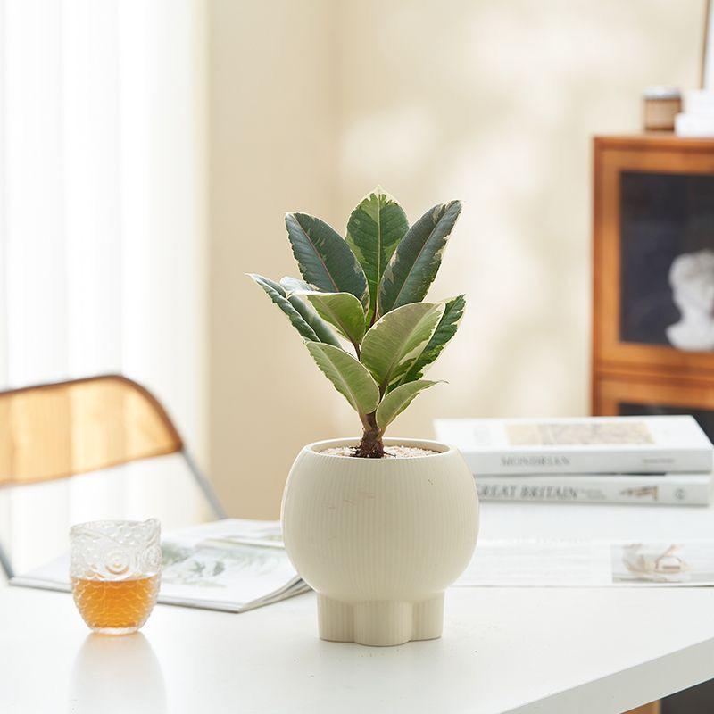 Retro High-Leg Ceramic Flower Pot for Phalaenopsis, Green Radish, and Spider Plant in Cream Style