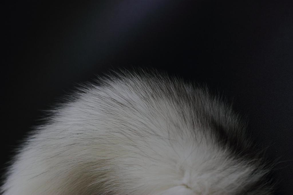 ZhichunLee Real FoxRaccoon Tail Charm with Golden Keychain, Perfect for Cosplay and Fashion, White, Large