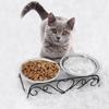 POPETPOP Stainless Steel Removable Food Bowl for Cats and Dogs, with Stand and Legs for Easy Eating and Non-Slip Design