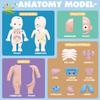 Non-Toxic Kid Montessori 3D Puzzle Human Body Anatomy Model Educational Learning Organ Assembled Toy Body Teaching Tool Children