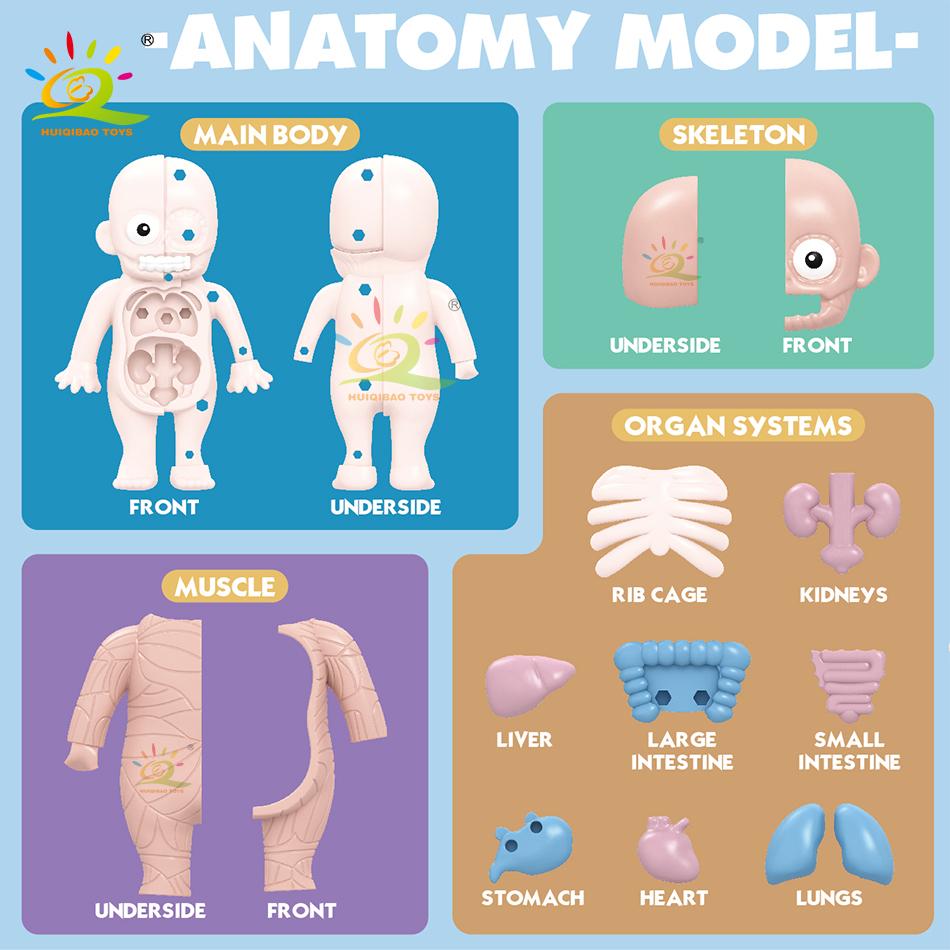 Non-Toxic Kid Montessori 3D Puzzle Human Body Anatomy Model Educational Learning Organ Assembled Toy Body Teaching Tool Children