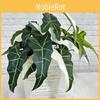 Simulated Alocasia Plant Odora Mall Hotel Courtyard Green Decoration Plant