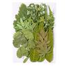 Pressed Dried Leaves Plant for Resin Molds Natural Pressed Dried Leaves For Scrapbooking Soap Candle Jewelry Making
