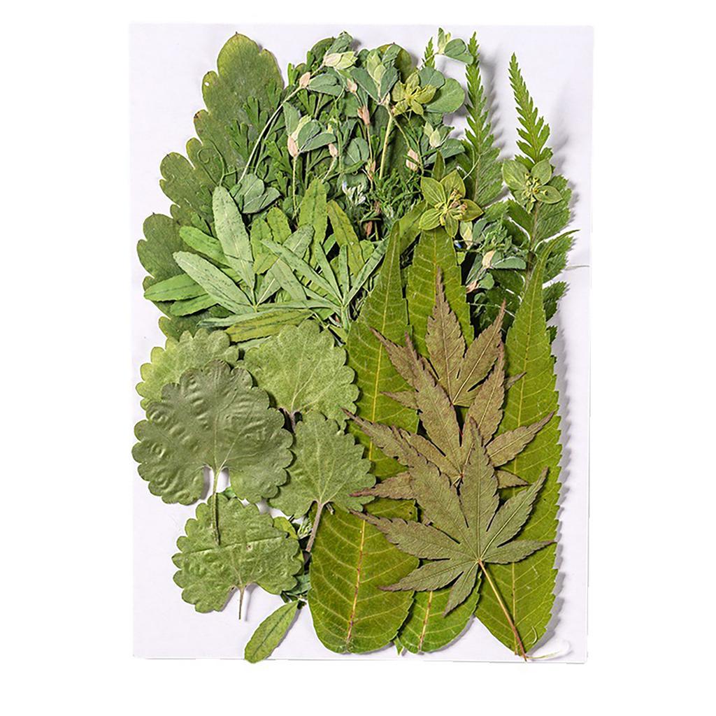 Pressed Dried Leaves Plant for Resin Molds Natural Pressed Dried Leaves For Scrapbooking Soap Candle Jewelry Making